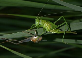 Green grasshopper in wildlife.