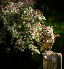 Eagle owl, Bubo bubo, sitting on a wooden post in bright daylight in the sunshine, cropped by selective focus