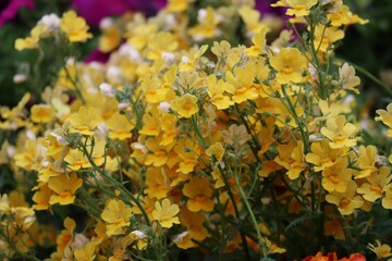 Nemesia