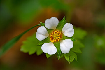 Fleur de Potentille faux fraisier