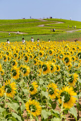 みはらしの丘とひまわり草