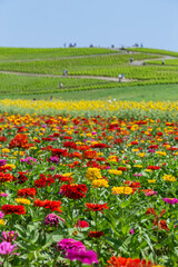 みはらしの丘と百日草