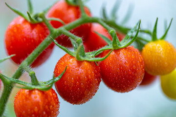 家庭菜園（ミニトマト）