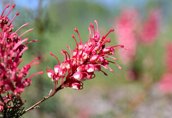 Red and white flowers of the Australian native Grevillea georgeana, family Proteaceae, against a...