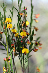 Yellow and red flowers of the Australian native pea Bossiaea heterophylla, family Fabaceae, growing in Sydney woodland, NSW, Australia. Common name is the Variable Bossiaea. Endemic to NSW east coast