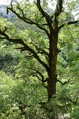 Fototapeta premium Wald in der Verdonschlucht