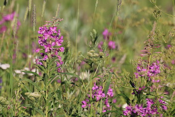 field of flowers