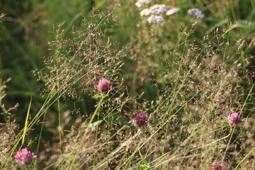 flowers in the meadow