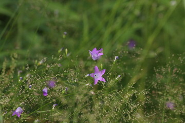 purple flowers in the meadow