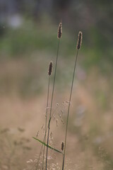 close up of grass