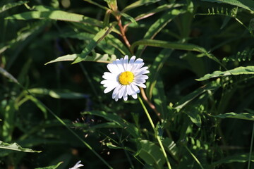 daisy in the garden