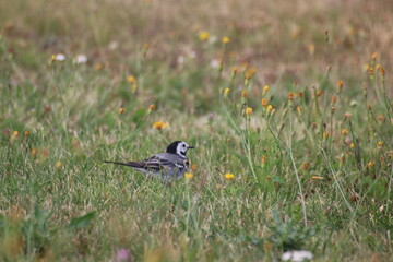 bird in the grass