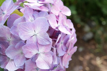 태종대 수국축제