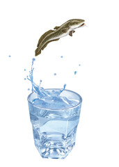 lotte  , poisson, sauter, évasion, eau, en verre, boire, clapoter, froid, liquide, glace, isolé, blanc, boisson, bouillonner, abattre, bleu, frais, éclaboussure, clair, verser, transparent, , sain, pr