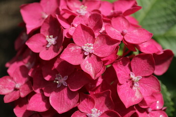 태종대 수국축제