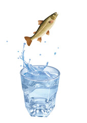 omble chevalier  , poisson, sauter, évasion, eau, en verre, boire, clapoter, froid, liquide, glace, isolé, blanc, boisson, bouillonner, abattre, bleu, frais, éclaboussure, clair, verser, transparent, 