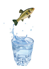 tanche , poisson, sauter, évasion, eau, en verre, boire, clapoter, froid, liquide, glace, isolé, blanc, boisson, bouillonner, abattre, bleu, frais, éclaboussure, clair, verser, transparent, , sain, pr