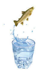 truite , poisson, sauter, évasion, eau, en verre, boire, clapoter, froid, liquide, glace, isolé, blanc, boisson, bouillonner, abattre, bleu, frais, éclaboussure, clair, verser, transparent, , sain, pr
