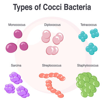 Vector Illustration Graphic of Different Types of Cocci Bacteria