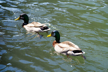 Two male mallard ducks swimming on Rhine River at City of Basel on a sunny spring day. Photo taken May 11th, 2022, Basel, Switzerland.