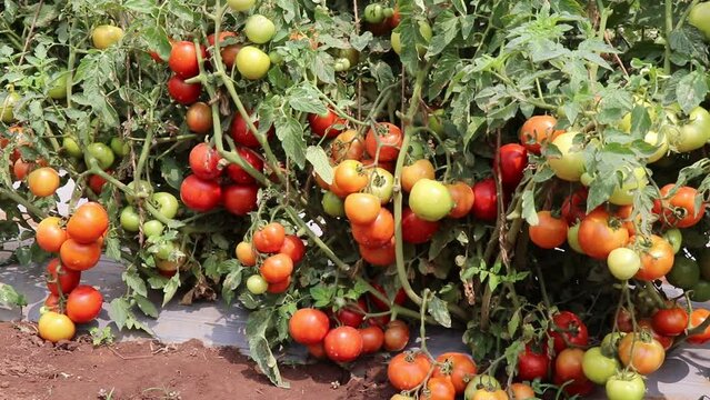 Fresh organic tomato plants with large group of ripe tomatoes. Tomato crop grown on horticultural farms
