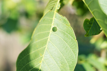 Bright green leaf up close with holes from worms.