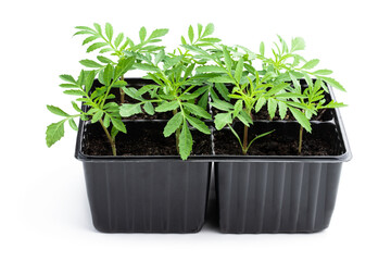 Baby marigold plant in recyclable plastic pots isolated on white