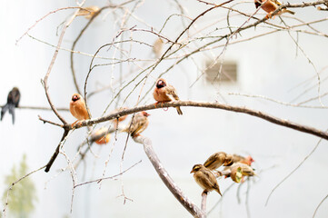 birds red-billed weavers on branches in the zoo
