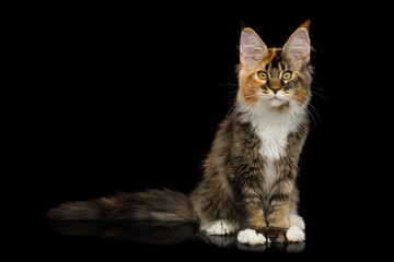 Playful red maine coon cat with polydactyl paws sitting on Isolated black background
