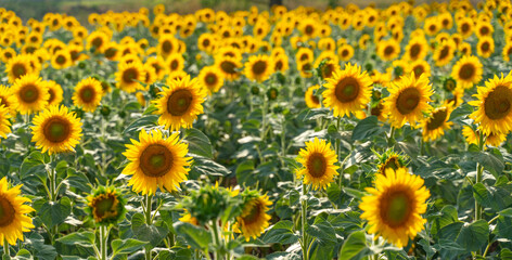 Beautiful sunflower garden. field of blooming sunflowers against the backdrop of sunset. The best kind of sunflower in bloom. Growing sunflowers to make oil.