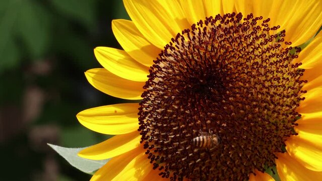 A blooming dwarf yellow sunflower, Helianthus annuus, flower with a bee finding nectar on it, being moved slowly by the breeze, close-up with copy space.