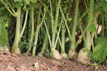 Obraz premium Radish grown on farmland.White radish ready to harvest grown on horticultural farms