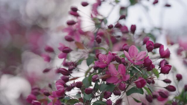 Closeup shot of blossoming apple tree
