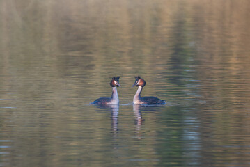 Stunning image of Great Crested Grebes Podiceps Aristatus during mating season in Spring on misty calm lake surface