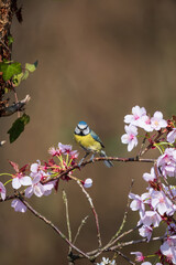 Stunning Spring image of Blue Tit Cyanistes Caerulueus bird on pink blossom tree in woodland landscape setting
