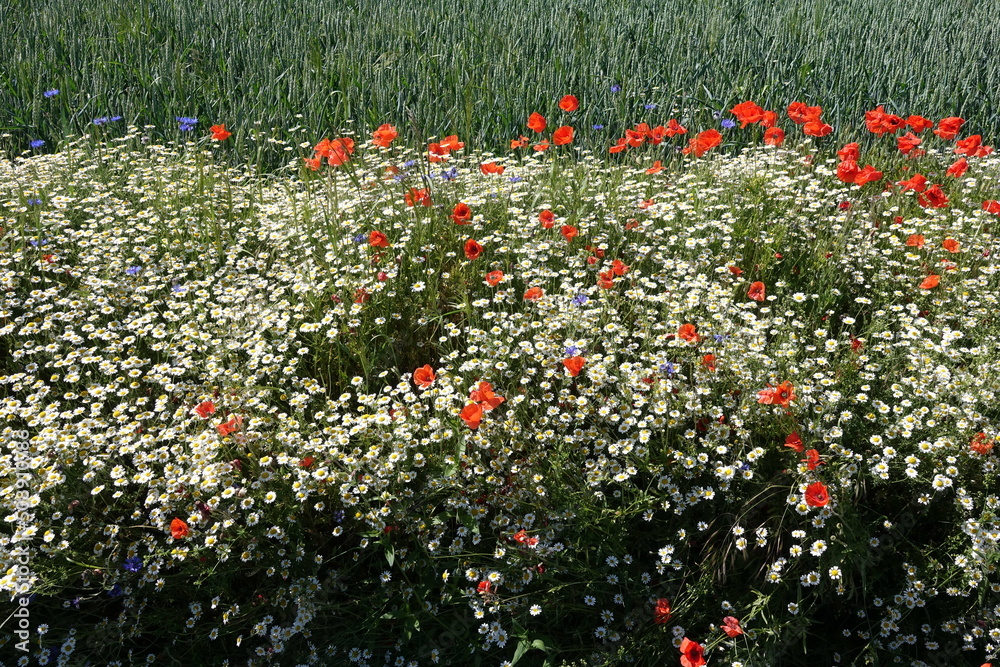 Sticker mohn und kamille an einem feldrand