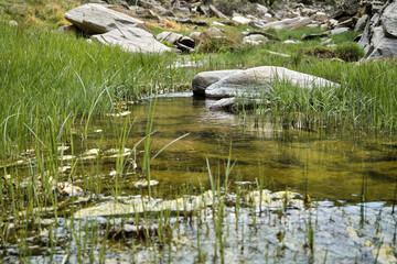 beautiful landscape with river and forest, river water flow behind the green grass low angle photo.