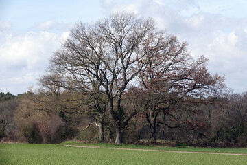 Obraz premium Baeume bei Babenhausen