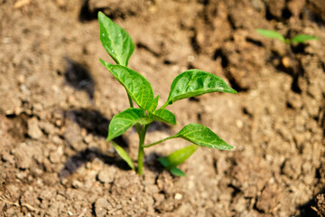 plant of young plants, green new born and recreation of green paprika sapling at soil background.