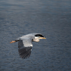 Beautiful image of Grey Heron Ardea Cinerea in flight over Somerset Levels wetlands landscape in Spring