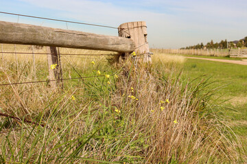 wooden fence in the field with long grass and yellow wildflowers