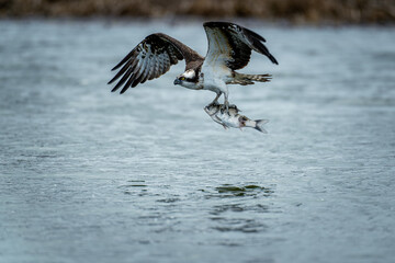 北海道の春、ミサゴの挑戦。