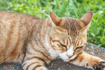 A brown tabby cat lying on the pavement road