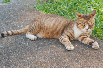 A brown tabby cat lying on the pavement road
