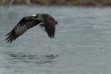 北海道の春、ミサゴの挑戦。
