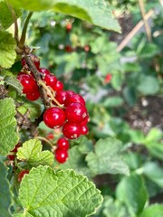 red currant bush