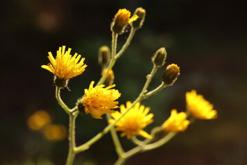 HIERACIUM UMBELLATUM, yellow perennial meadow herb