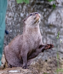 otter on a rock