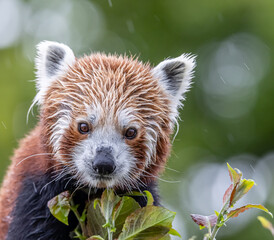 red panda in the trees