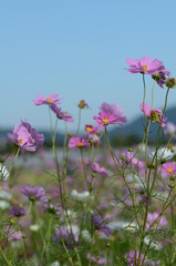 京都　亀岡夢コスモス園に咲くコスモス